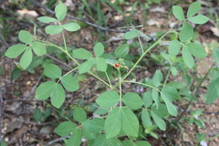 Chamaecrista absus